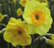 00 Narcissus poeticus var. recurves, wit!40-50 @5 #10 $12-15 %12 Z-H Bestelnr. 6969 10 st. 5.00 25 st.