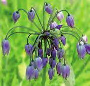 Vermeerdert zich ook door zaad en kent vanwege de kleur de laatste jaren een grote belangstelling. Bestelnr. 8481 p.st. 4.50 3 st. 12.75!40 @5-6 #5 $5 %5 Z-L Allium macranthum (Synoniemen: A.