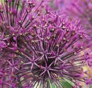 Allium Purple Rain Mooie transparante bloemen in een diepe tint paars waarover een metaalachtige gloed zit. Een perfecte, luchtige, op vuurwerk gelijkende bloeiwijze, die ook doet denken aan A.