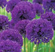 00 25 st. 9.00!90-100 @5-6 #15 $12-15 %12 Z-H Allium Purple Sensation (Synoniem: A. hollandicum Purple Sensation ) Een selectiepartij in 1963 geregistreerd door de heer Jan Bijl.