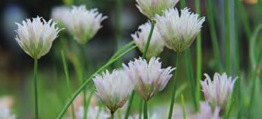 ALLIUM SCHOENOPRASUM Allium schoenoprasum Corsican White Bestelnr. 229 3 st. 3.75 5 st. 6.00 Bieslook voor in de siertuin.