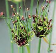 Curieus gevormde bloemen, bestaande uit een wirwar van broedbolletjes en vergroeide stengeltjes. De stelen hebben een gezonde lengte, 100-120 cm, waardoor de bloemen zich prima lenen voor de vaas.