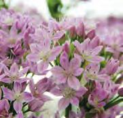 Allium tuberosum (Synoniem: A. uliginosum) Intro: 1825. Bekend onder de namen Chinese bieslook en knoflook-bieslook.