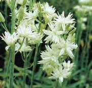 Camassia leichtlinii Sacajawea De roomkleurige bloemen worden bij deze Camassia begeleid door delicaat bont blad. Het smalle blad heeft een roomkleurig randje.