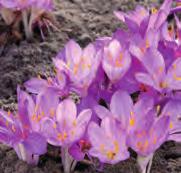 Colchicum bulbocodium (Synoniem: Bulbocodium vernum) Nederlandse naam: de rode krokus. Is bekend sinds 1629. Komt voor in de Pyreneeën, de Alpen, de Balkan en de Kaukasus.