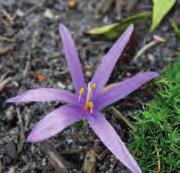 cilicicum, werd in 1597 voor het eerst waargenomen in Klein- Azië. Het brede, sterk geribde blad verschijnt in het voorjaar. Uit de opvallend grote knol ontluiken een twintigtal purperroze bloemen.