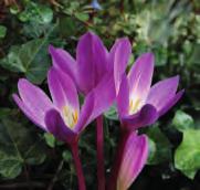 20 @9-10 #15 $15 %I. L-H Colchicum speciosum Album Geïntroduceerd door de Backhouse Nursery of York. Vanaf 1900 meerdere malen onderscheiden.