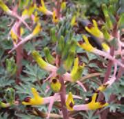 Corydalis popovii Lange, sierlijk gebogen, witte sporen met een sterk contrasterend diep fluweelpurperen neusje sieren deze, waarschijnlijk meest grootbloemige species.