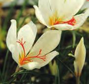 CROCUS, HERFSTBLOEIEND BEHOORT TOT DE FAMILIE DER IRIDACEAE Herfstbloeiende krokussen groeien vaak in gebieden waar het s zomers heel droog is.