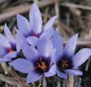 Crocus lycius (Synoniem: C. cancellatus subsp. lycius) C. lycius wordt aangetroffen op rotshellingen in Zuid-Turkije. Zuiverwitte, slanke bloemen met een contrasterende diepgele keel.