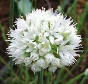 Allium ampeloprasum Hairy Friend Ontstaan door selectiewerk uit zaden die verzameld zijn in het Middellandse zeegebied.