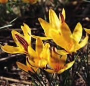 10-15 @2-3 #5 $5 %5 Z-L Crocus tauricus (Synoniem: C. biflorus var. tauricus) Een variabele schoonheid die uitsluitend wordt aangetroffen op de Krim, Oekraïne. De Letse botanist Nikolai J.