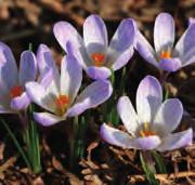 nl Bestelnr. 7133 p.st. 3.50 3 st. 9.75!10-15 @2-3 #5 $5 %I. Z-L Crocus violaceus (Synoniem: C. pestalozzae var.