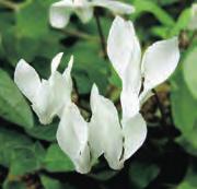 Cyclamen balearicum Aanvankelijk werd aangenomen dat deze species uitsluitend op de Balearen zou voorkomen.