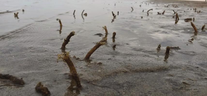 de duinaangroei blijft doorgaan en in de toekomst sneller zal verlopen, zeker wanneer de lagune en het duinmeer zijn opgevuld met zand.