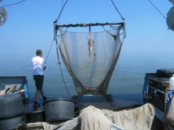 In het kader van ZKO vis zijn in 2010 zes vaartochten georganiseerd met het onderzoeksvaartuig Navicula, op de hieronder vermelde data: Tocht VIII Tocht IX Tocht X Tocht XI Tocht XII Tocht XIII :