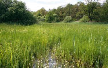 rondom het dorp - aan einde rechtsaf op klinkerweg, u loopt nu langs het natuurgebied De Bruuk - bij slagboom en informatiebord De Bruuk linksaf het gebied in, neem het rechterpad 6.