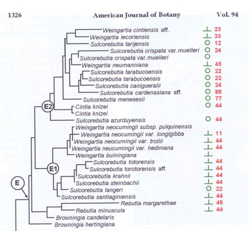 A. 10: Bewerking van een deel van het cladograrn uit The molecular phylogeny Ritz (2007). = middendoorn aanwezig, o= middendoorn afwezig.