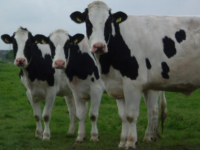 Uitspraak kort geding fosfaatreductieplan Een aantal melkveehouders had een kort geding aangespannen tegen de Staat.