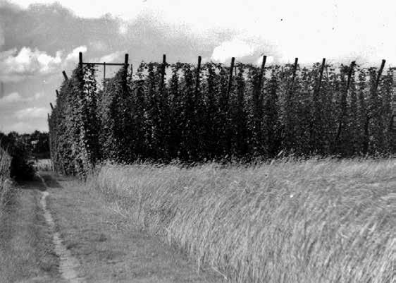 Het proefveld bij Amerongen, begin jaren 1930