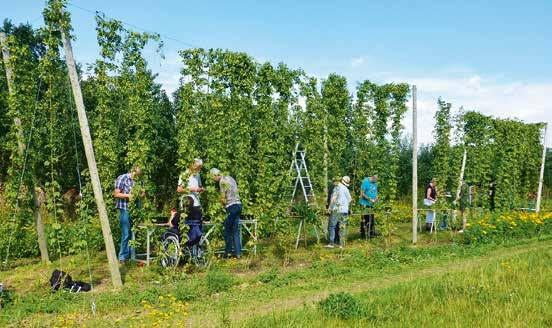 Nieuwe hoptuinen in Nederland Met de recente opleving van de biercultuur is ook de interesse in de hopteelt in ons land weer toegenomen.