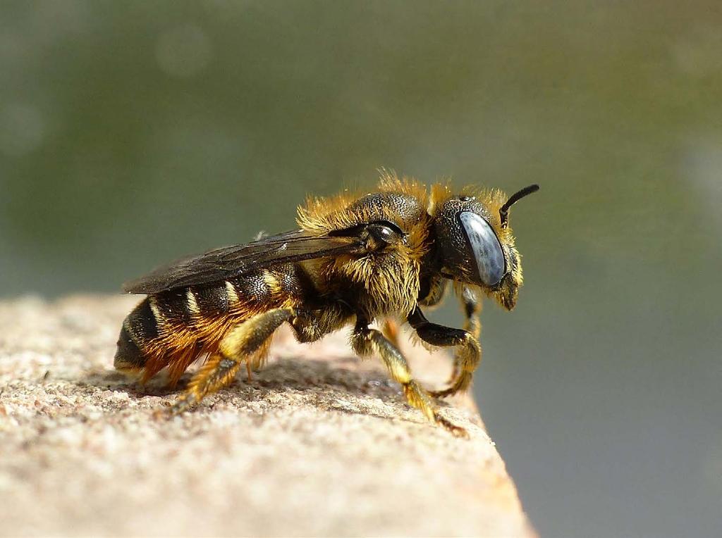 Rapport: EIS kenniscentrum Insecten Figuur 7. De gedoornde slakkenhuisbij Osmia spinulosa bouwt ook zijn nestjes in lege slakkenhuisjes, net als de gouden slakkenhuisbij.