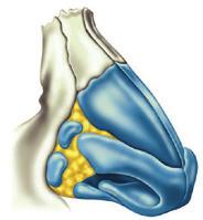 Anatomie van de neus De neus bestaat uit twee neusgangen, die van elkaar gescheiden zijn door het neustussenschot (neusseptum).