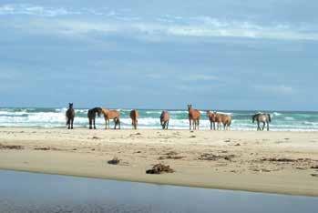 Strandverblijf Oyster Bay Lodge ***(*) Cape St Francis Resort **** Ligging: Gelegen tussen Knysna en Port Elizabeth en dus ideaal als eind-of beginpunt van de Tuinroute.