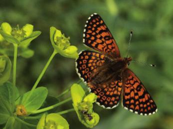 Met onze kennis ondersteunen wij iedereen die aan de realisatie van een natuur vol vlinders en libellen kan bijdragen.