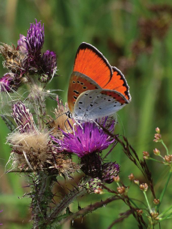 Hoofdstuk 1: Inleiding De grote vuurvlinder is de meest karakteristieke vlindersoort van Nederland. Hij is vooral te vinden in de uitgestrekte laagveenmoerassen van Noordwest- Overijssel.