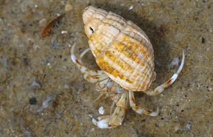 Zeenaalden leven vooral tussen wieren en zeegras en kunnen dan ook vaak gevonden worden in poeltjes op begroeide zeedijken en strekdammen.