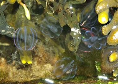 Voor kleine zeedieren zijn de tentakels van een oorkwal giftig, maar mensen hebben er geen last van, omdat de netelcellen niet door onze huid heen kunnen steken.