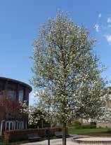 INLEIDING Klein Driene is rijk aan een groot aantal verschillende bomen, die samen het voorjaar aankondigen. Al eind maart beginnen de eerste bomen te bloeien. Deze bloei gaat door tot in mei.