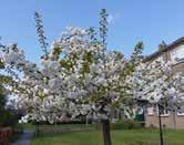 Foto 2 Aan de rechte zijde van het plein staat een witbloeiende sierkers (Prunus serrulata Shirotae ) (foto 2). We lopen richting J.