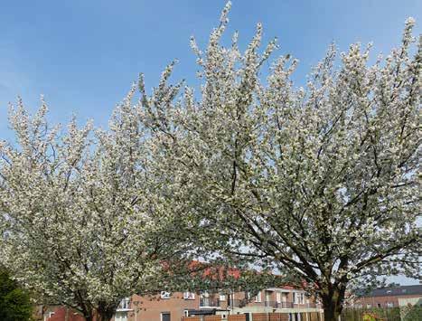 De reeks Bomen in Hengelo is een initiatief van de Gemeente