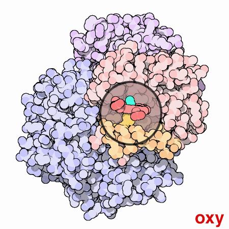 Eiwit-activiteiten Specifiek voorbeeld Een LDL-receptor (eiwit) bindt LDL Hemoglobine (eiwit) bindt aan zuurstof Hemoglobine (eiwit)