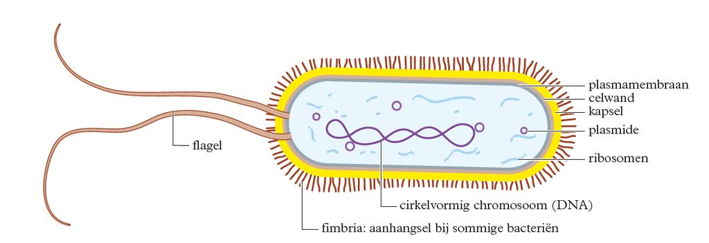 Bacterie cel: prokaryoot: geen kern, geen chromosomen zoals wij ze kennen maar cirkelvormig Chromosoom: dus wel DNA Sommige autotroof: als ze pigmenten hebben waarmee ze fotosynthese kunnen uitvoeren