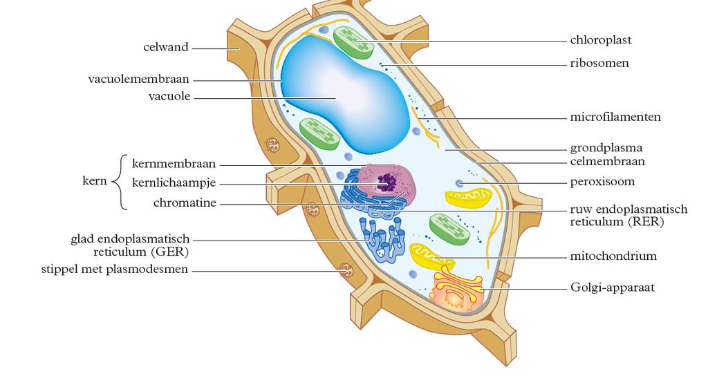Plantaardige cel: Organellen: ribosomen: voor eiwitsynthese kern: bevat DNA in vorm van lineaire chromosomen Mitochondriën: Voor de aerobe dissimilatie ER: