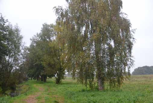 De bomenrij bestaand uit voornamelijk Zomereiken, een enkele Schietwilg en een Berk. De bomen maken een vitale indruk maar de houtsingel is vrij hol, struiklaag ontbreekt vrijwel geheel.