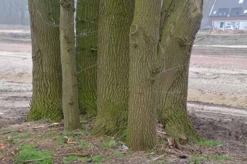 Samenvatting In opdracht van Gemeente Bernheze is een quick scan uitgevoerd naar cultuurhistorische waarden van de aanwezige groene elementen in het projectgebied Rodenburg (Heeswijk Dinther) De