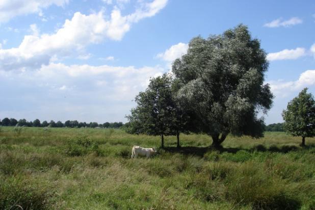 van ree tot ijsvogel Door de rijke flora en fauna is het zonder twijfel één van de meest waardevolle heidegebieden van ons land.