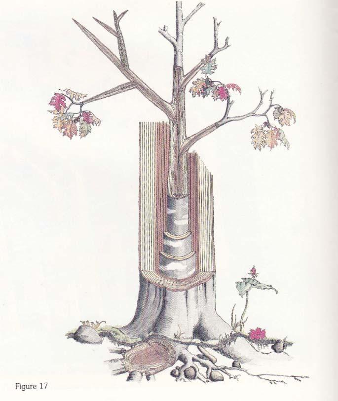Xylem anatomy of trees