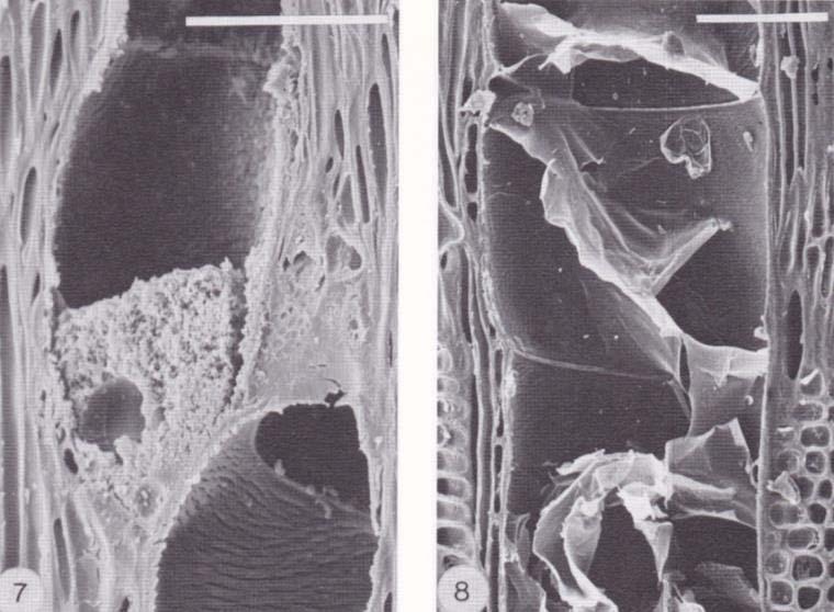 Active response of Fraxinus excelsior Miller