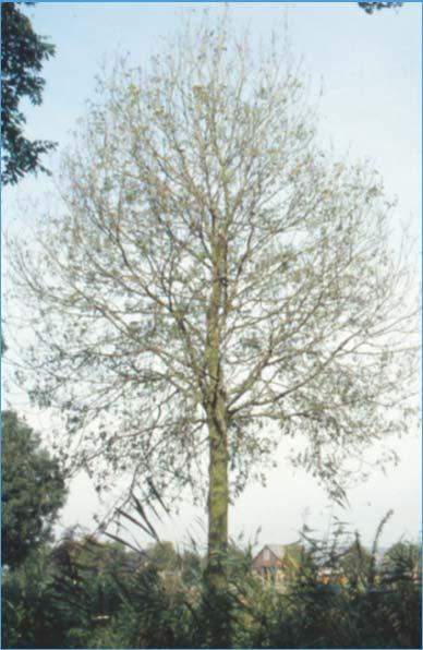 Recovery can be very effective Ash (Fraxinus excelsior) %
