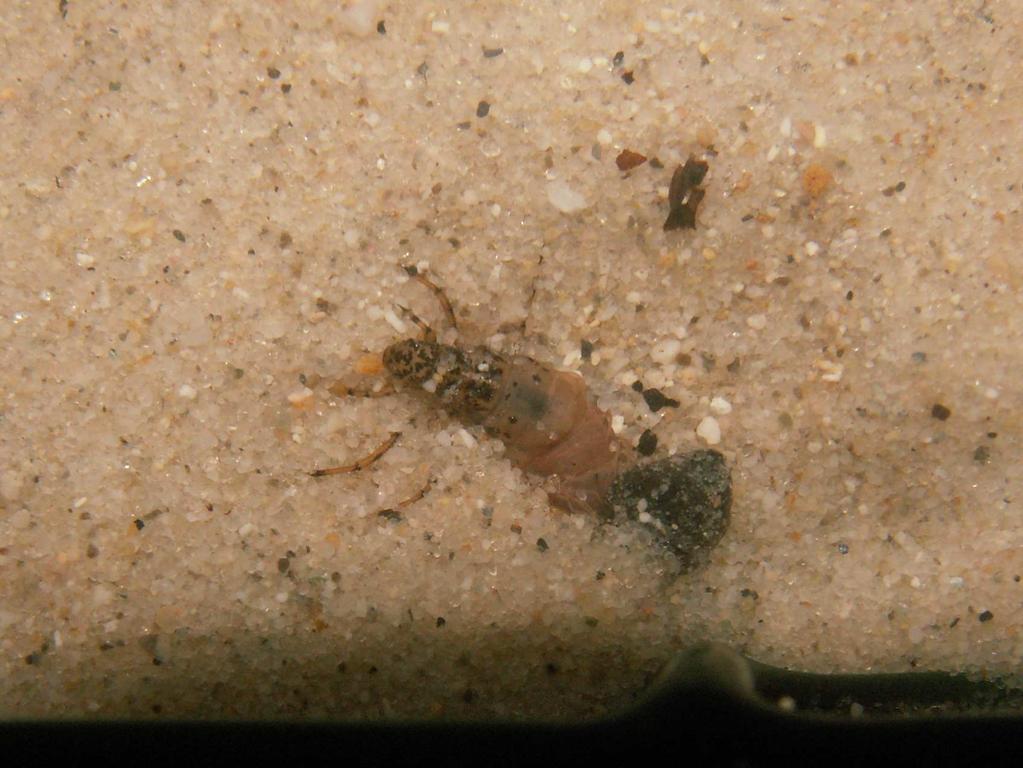 3 2 1 verstoring - habitat begraven zand 5 cm zand 1 cm H. radiatus M.