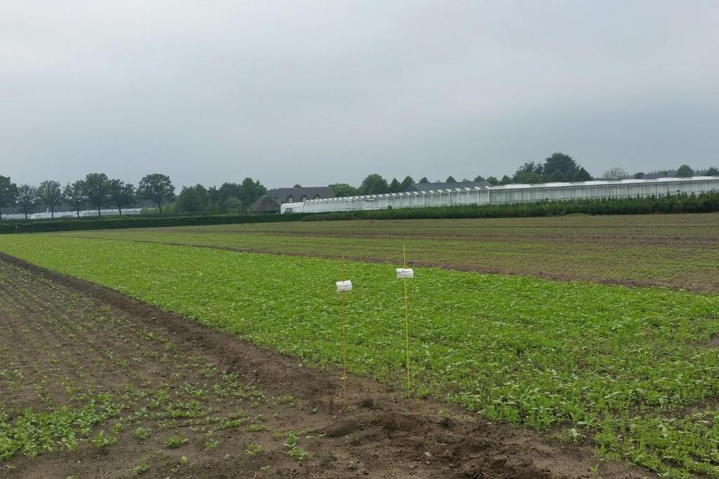 1 Biologische grondontsmetting met groenbemesters onderdeel van Koepelproject plantgezondheid bomen en vaste planten Biofumigatie, Neutkensmix en Tagetes single gold Introductie project 1.