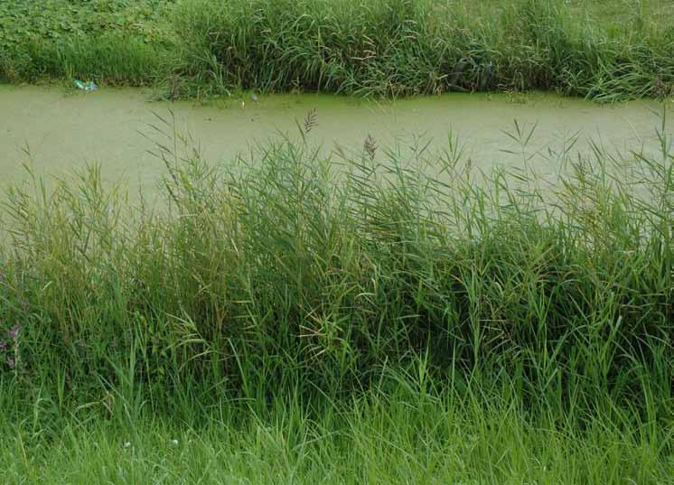 Duidt op voedselrijk en zuurstofarm water.