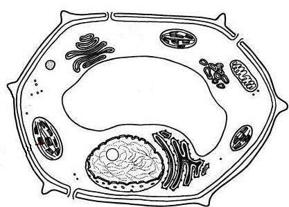 Biologie Vraag 8 Cellen kunnen prokaryoot of eukaryoot zijn. Bacteriën, planten, dieren en zwammen zijn opgebouwd uit cellen.