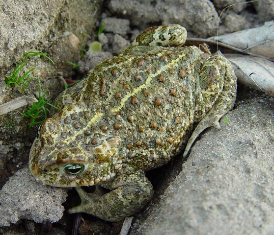 Wet Natuurbescherming hoofdstuk 3 Soortbescherming Drie