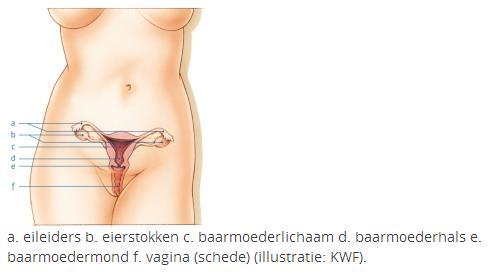 Baarmoederkanker In Nederland wordt per jaar bij circa 1.700 vrouwen baarmoederkanker vastgesteld.